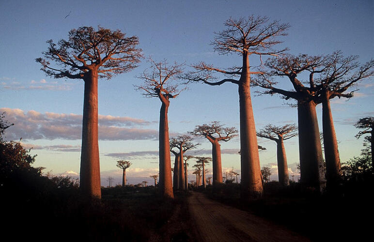 800px Madagascar baobab