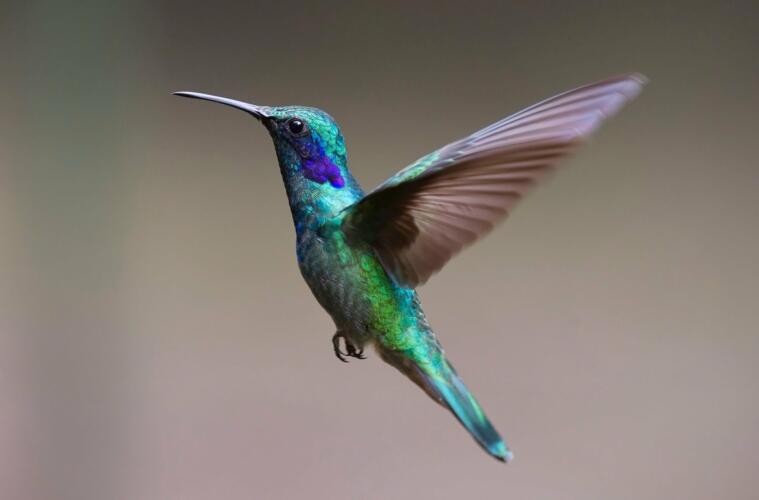 hummingbird 2139279 1920