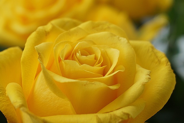 yellow rose 6162613 640