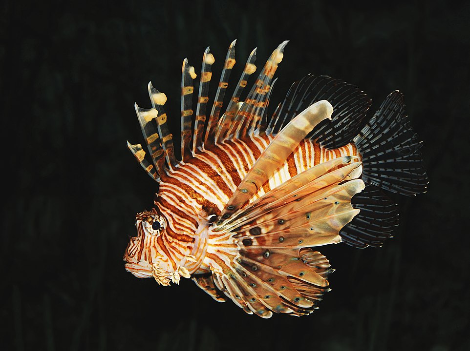 962px Common lion fish Pterois volitans